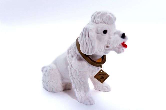 Main Image Puddel - stor hvit nikkehund